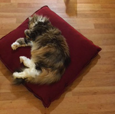 Katzenkissen für große Katzen Divan UNO