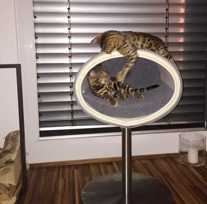 Kratzbaum RONDO Stand Filz