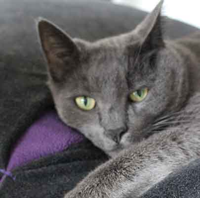 Schlafsack für Katzen Divan DUE