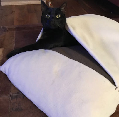 Schlafsack für Katzen Divan DUE