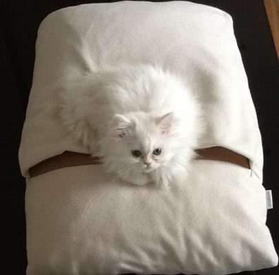 Schlafsack für Katzen Divan DUE