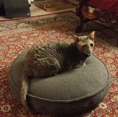 Hochwertiges Katzenkissen Lounge UNI