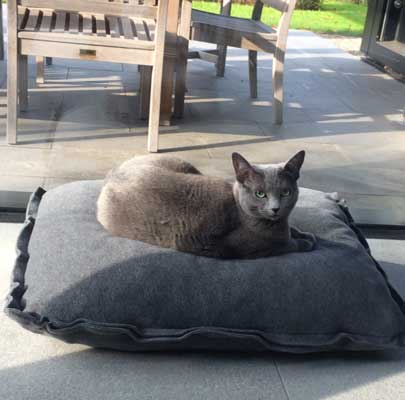 Katzenkissen für große Katzen Divan UNO