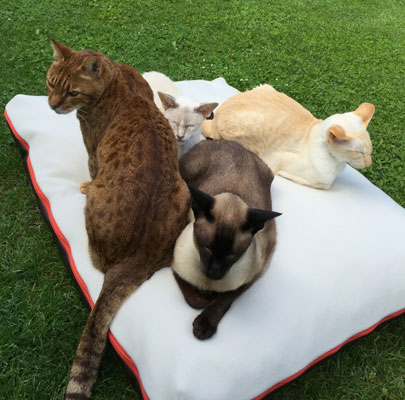 Lounge PAULINE: Orthopädisches Hundekissen waschbar