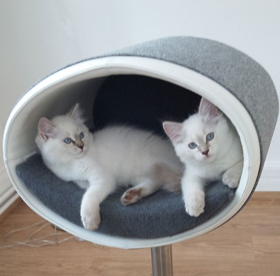 Design Katzenbett RONDO Stand Leder