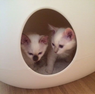 Design Katzentoilette POOPOOPEEDO