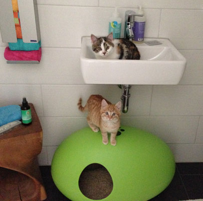 Design Katzentoilette POOPOOPEEDO