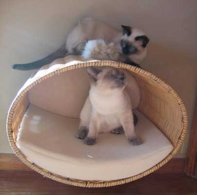 Katzenbett Wandmontage RONDO Wall Rattan