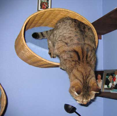 Katzenbett Wandmontage RONDO Wall Rattan