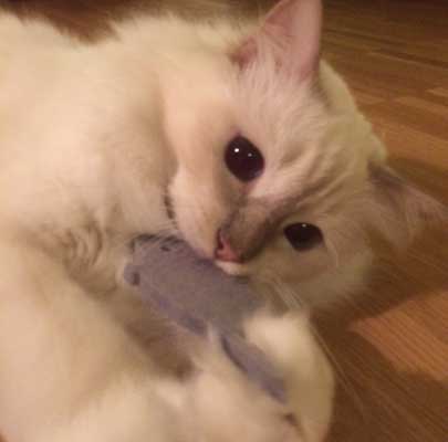 KATZENSPIELZEUG aus Filz