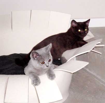 Kimani & Osumi from Rheingau/Germany