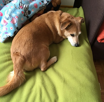 Lounge PAULINE: Orthopädisches Hundekissen waschbar