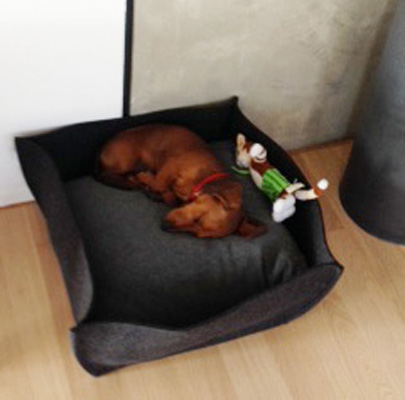 Paula female Dachshund