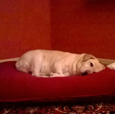 Orthopädisches Hundekissen Divan UNO