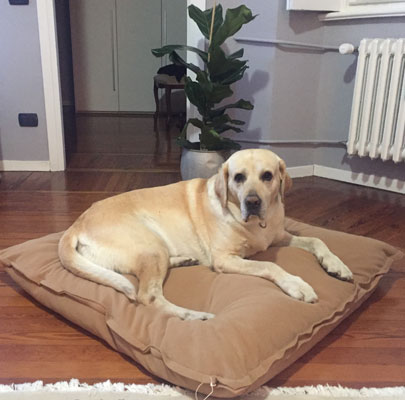 Orthopädisches Hundekissen Divan UNO