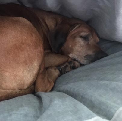 Hundeschlafsack Divan DUE