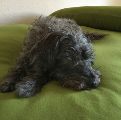 Orthopädisches Hundekissen Divan UNO