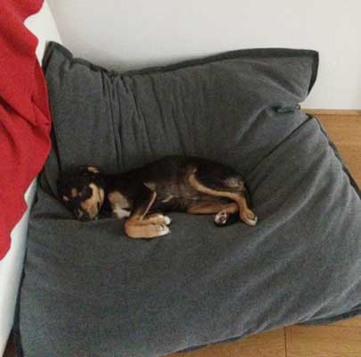 Orthopädisches Hundekissen Divan UNO