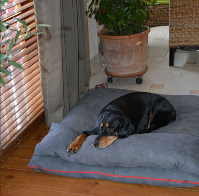 Eperke & Darka two Transylvanian scent hounds