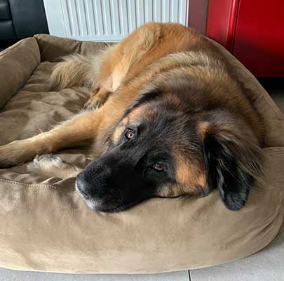 BOOX: orthopädisches Hundebett aus Büffel-Leder