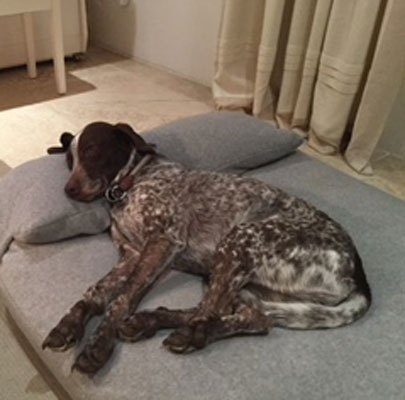 Viskoelastische, dicke Hundematte MARY