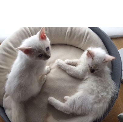 Katzenmöbel ARENA Filz