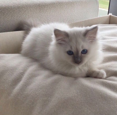 Katzenkörbe BOWL Filz