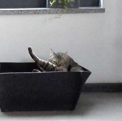 Katzenkörbe BOWL Filz