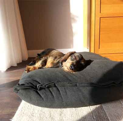 Orthopädisches Hundekissen Divan UNO