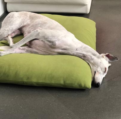 Hundeschlafsack Divan DUE