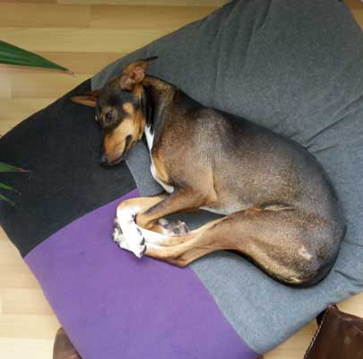 Design Hundekissen Divan QUATTRO