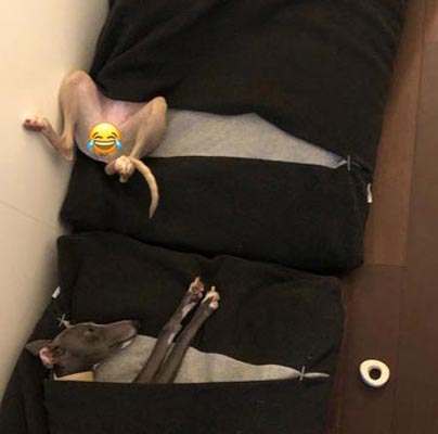 Hundeschlafsack Divan DUE