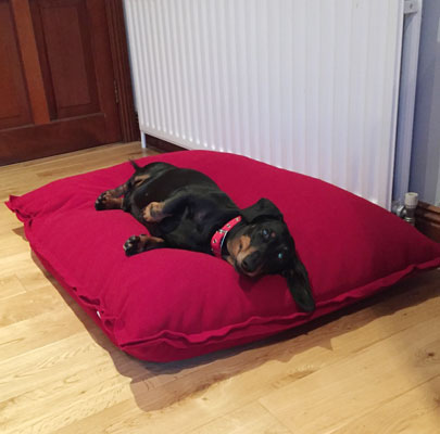 Orthopädisches Hundekissen Divan UNO