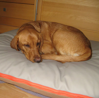 Lounge PAULINE: Orthopädisches Hundekissen waschbar