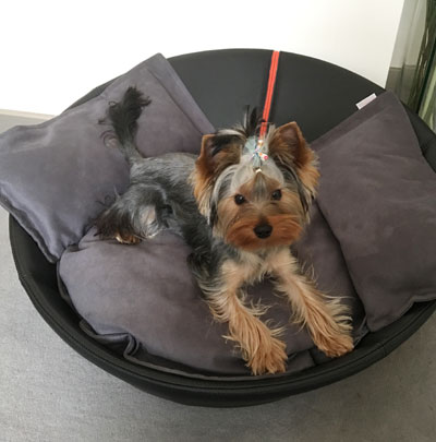 Mila orthopädisches Hundebett rund