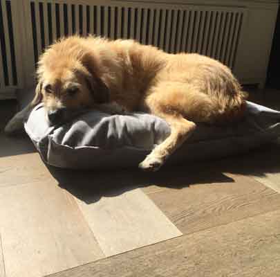 Orthopädisches Hundekissen Divan UNO