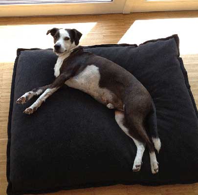 Orthopädisches Hundekissen Divan UNO