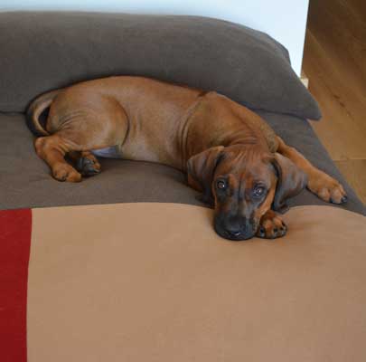 Design Hundekissen Divan QUATTRO