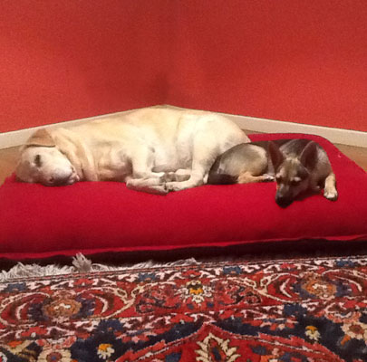 Orthopädisches Hundekissen Divan UNO