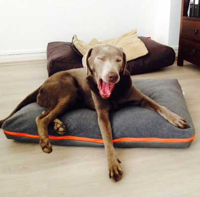 Lounge PAULINE: Orthopädisches Hundekissen waschbar