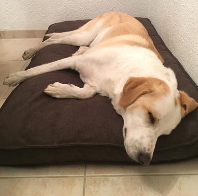 Lounge UNI Hundekissen rund - quadratisch - rechteckig