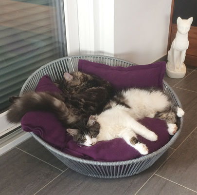 Design Katzenkorb SIRO Twist