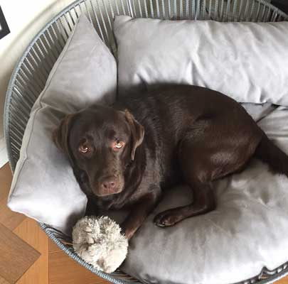 Siro Twist ausgefallener Hundekorb