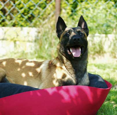 Kleiner Hundekorb ARENA Filz