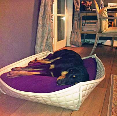 Bowl Hundekorb für kleine Hunde