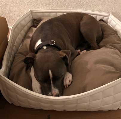 BOWL Leder Hundekorb orthopädisch