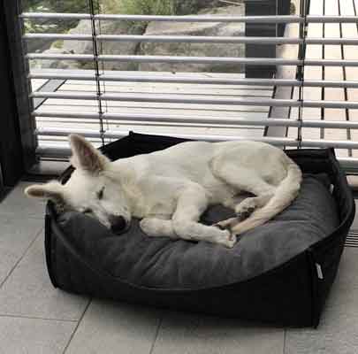 BOWL Leder Hundekorb orthopädisch