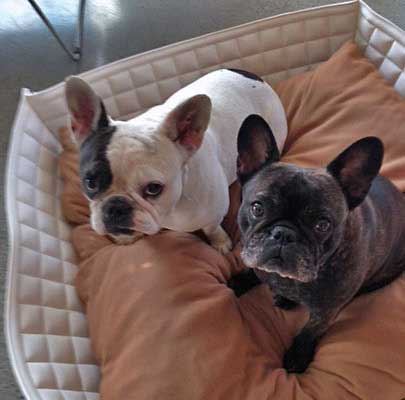 Bowl Hundekorb für kleine Hunde