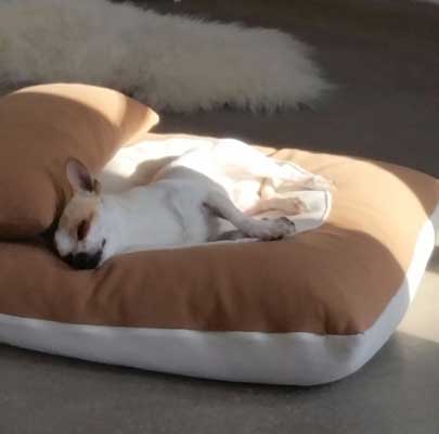 Carlos Jack Russell/Chihuahua, 20 months old