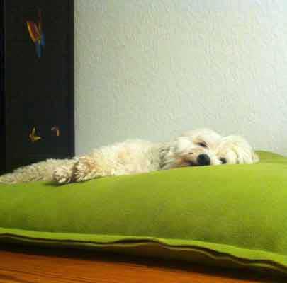 Orthopädisches Hundekissen Divan UNO